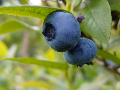 Blueberries